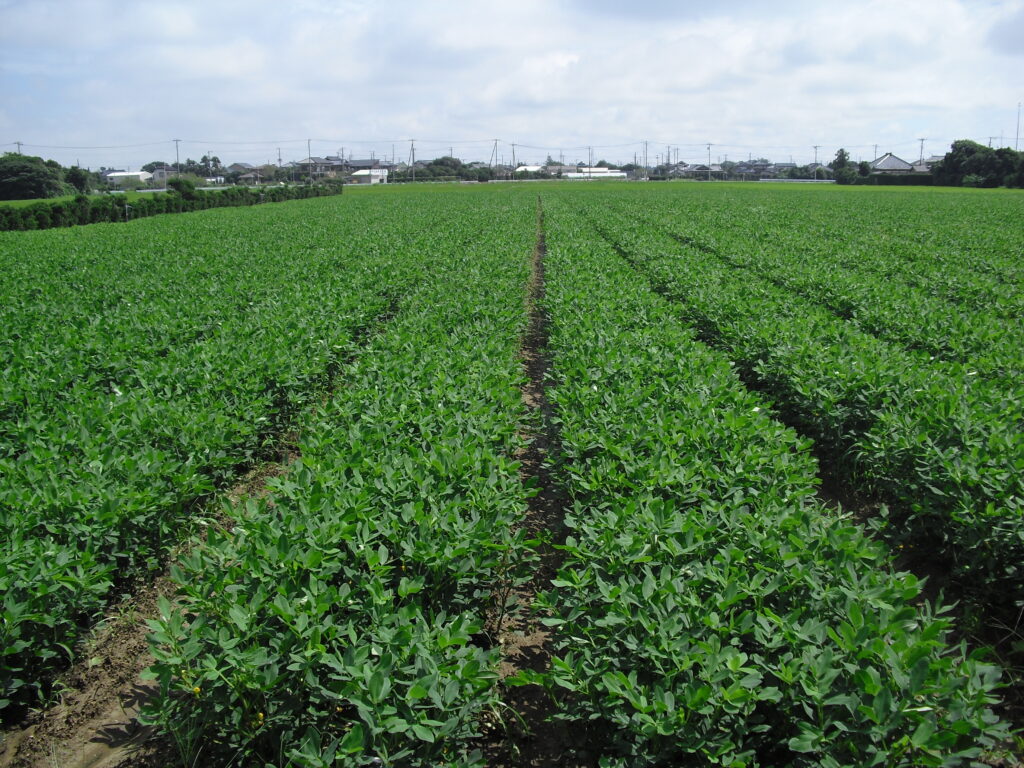 千葉県地図と特産野菜・落花生